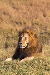 Naklejka na ściany i meble Portrait of a lying lion on a hill. Masai Mara, Kenya