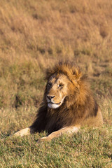 Fototapeta na wymiar Portrait of a resting lion on a hill. Masai Mara, Kenya