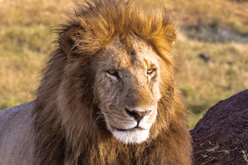 Fototapeta na wymiar Attentive look of the owner of the savannah. Masai Mara, Kenya