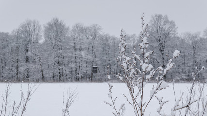 WINTER ATTACK - Fields and plants and trees covered with snow