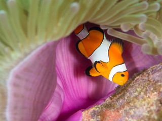 Fototapeta na wymiar Macro photo of a Nemo clownfish tending to its eggs under the purple mantle of the host anemone