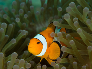 Macro close up of a Nemo clown fish among the tentacles of its host manemone