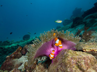 Two nemo Clownfish under the purple mantle of its host anemone