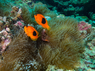 Fototapeta na wymiar Red saddleback anemonefish also known as the saddle anemonefish or tomatoe clown fish in its host anemone