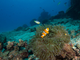 Fototapeta na wymiar Nemo clownfish in its host anemone