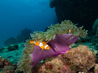 Nemo clownfish in its host anemone that has a puprle mantle