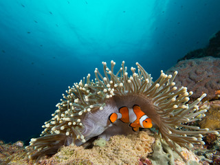 Naklejka na ściany i meble A nemo clownfish hiding under its host anemone