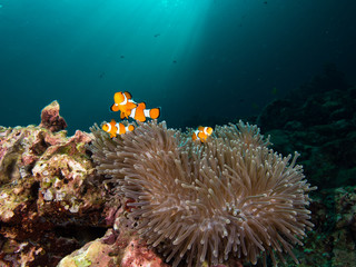 Nemo clownfish in its host anemone with sun rays coming down in the background