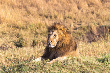 A large lion resting in the savannah. Masai Mara, Africa