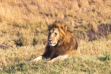 A large lion resting in the grass. Masai Mara, Africa