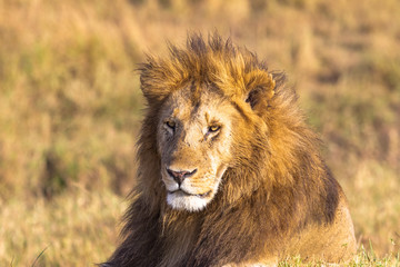 African lion head in full frame. Savannah Masai Mara, Africa
