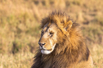 Lion's head close-up. Savannah Masai Mara, Africa