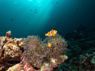 Nemo clownfish in its host anemone with sun rays coming down in the background