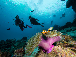 Fototapeta na wymiar Two divers approaching a nemo clownfish in its host anemone