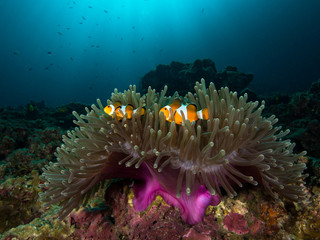 Two Nemo clownfish in its host anemone with sun rays coming down in the background