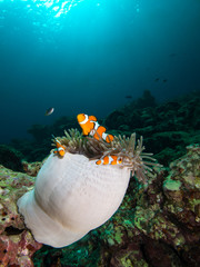 Nemo clownfish in its host anemone with sun rays coming down in the background