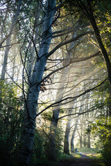 Sunrise thorugh trees