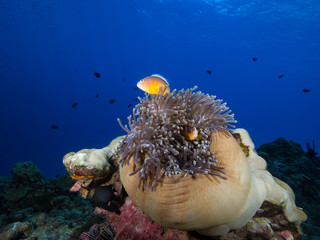 Skunk anemone fish in its host anemone on a coral reef