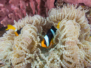 Fototapeta na wymiar Clark's anemone fish in their host anemone on a coral reef