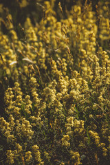 Yellow mountain flowers