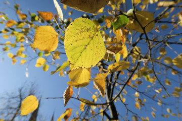Obraz premium Beautiful yellow autum leaves on tree in Strasbourg, Elsace