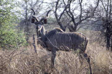 Kudu (Tragelaphus strepsiceros), Kruger National Park, Mpumalanga, South Africa
