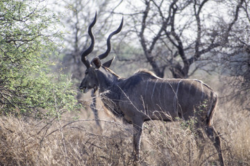Kudu (Tragelaphus strepsiceros), Kruger National Park, Mpumalanga, South Africa

