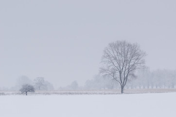 WINTER LANDSCAPE - Fields and trees covered with snow