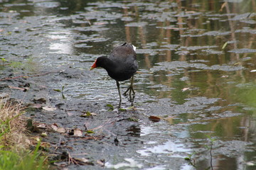Snowy Egret, bird, white, nature, wildlife, pond, water