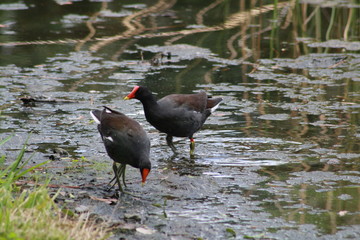 Common Gallinule, bird, nature, wildlife