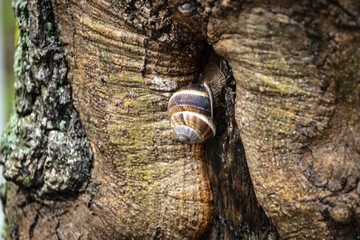 A grape snail on the bark of an old tree. The gray texture bark with a lichen as an original natural texture for the background. Nature concept for design
