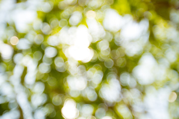 Obraz premium Green and blue summer bokeh for background. bokeh of tree and Pastel Green Bokeh Background. Blurred photo. Defocused of green leave with blossoming trees in sunny day.