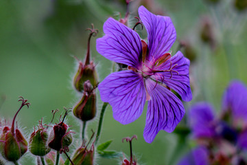 Fototapeta na wymiar Pink Purple Geranium close-up