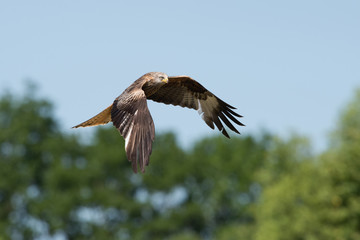 Red Kite (Milvus milvus)/Red Kite flying through blue summer sky