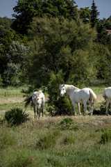 french camargue horses