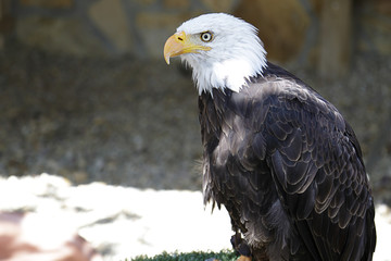 Bald Eagle (haliaeetus leucocephalus) perched on an artificial innkeeper