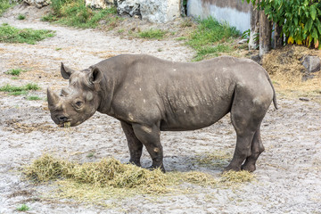 Rhinoceros eating hay in the zoo. Sunny day