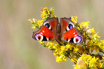 peacock butterfly sits on a branch with yellow flowers, in the background a light blurred background of grass, wings are open, insect is turned by antennae downwards