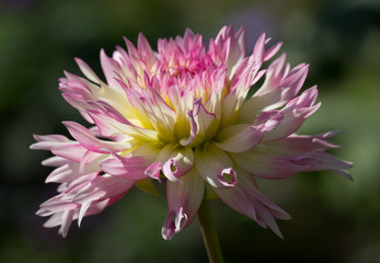 Beautiful pink pastel colored Dahlia flower in a natural garden environment