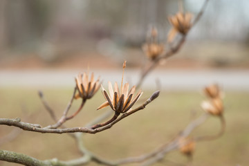 Dried Tulip Tree Flower with High Stems on Grey Winter Day in Brown County Park.