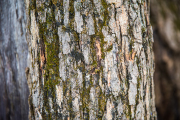 Green, Brown, Grey and Black Tree Bark with Blurred Background.