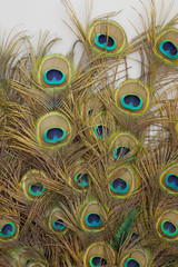 Fototapeta premium peacock feathers on white background