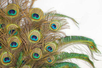Obraz premium peacock feathers on white background