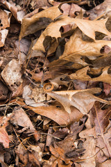 Brown Fallen Leaves on Natural State Park Grounds in Winter