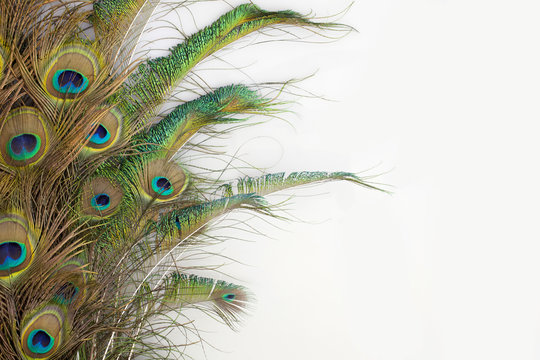 peacock feathers on white background