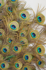 peacock feathers on white background