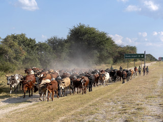 Naklejka na ściany i meble A herd of domestic cattle goes from pasture to northern Namibia