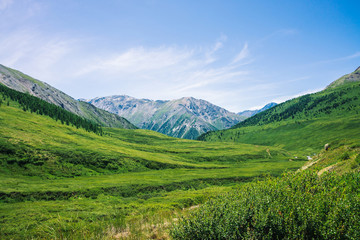 Giant mountains with snow above green valley with meadow and forest in sunny day. Rich vegetation of highlands in sunlight. Amazing mountain landscape of majestic nature.