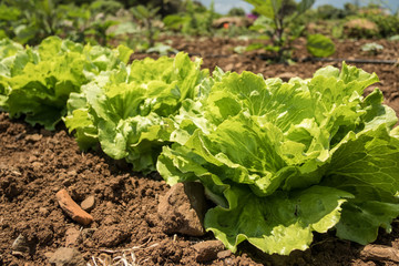 Fresh lettuces in a vegetable garden