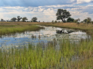 Countryside Moremi National Park, Namibia